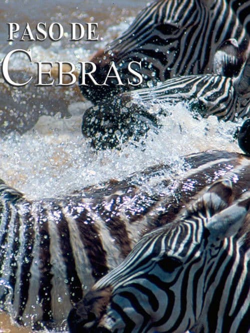 Zebras on the move poster