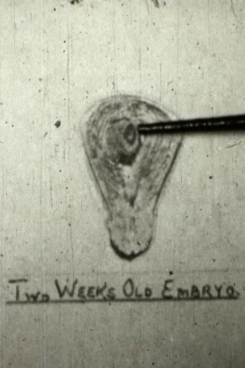 The Creation Of Life poster