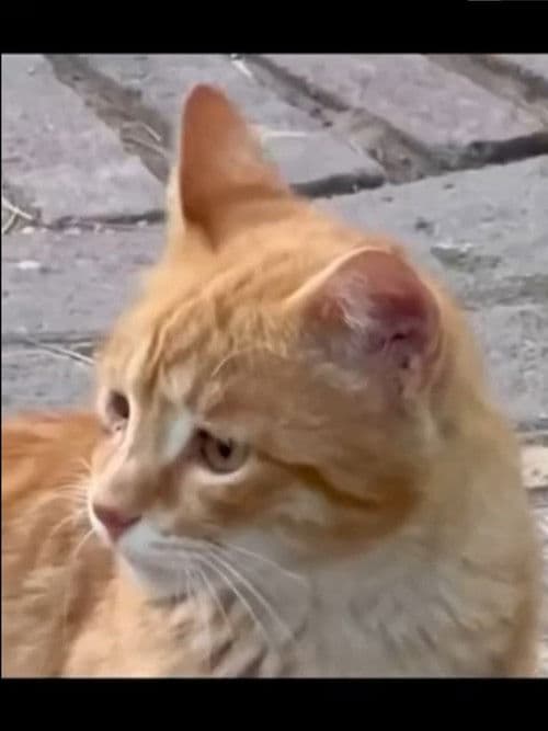 A Room for Moon poster