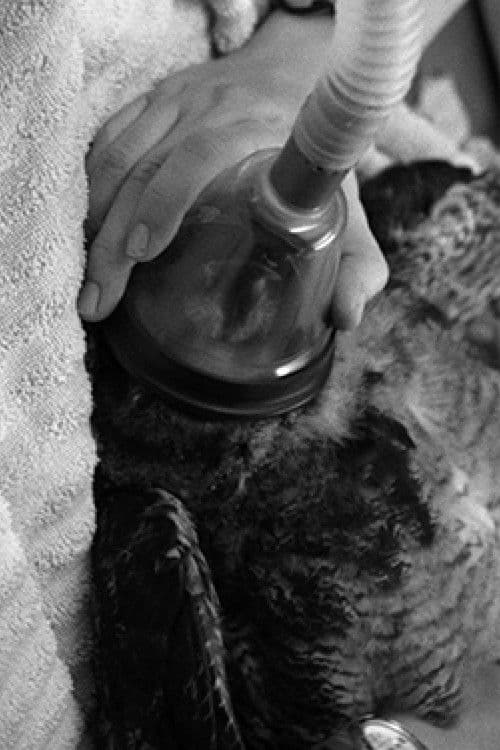 American Wildlife poster